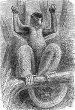 Van der Decken's Sifaka (Propithecus dackenii coronatus) gravure noir et blanc