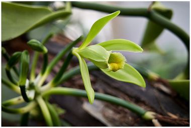 Fleur de l’orchidée vanille, encore un peu verte