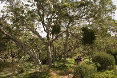 Randonneurs sur un chemin qui monte bordés d'arbres