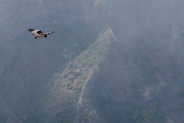 Papangue mâle en vol au dessus des montagnes