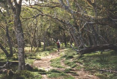 forêt de tamarins traversée par des randonneurs