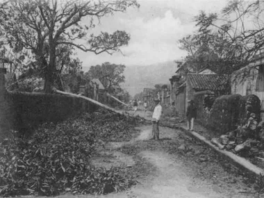 photo noir et blanc d'une rue pleine de déchets végétaux et d'arbres tombés