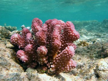 Corail rose Pocillopora verrucosa