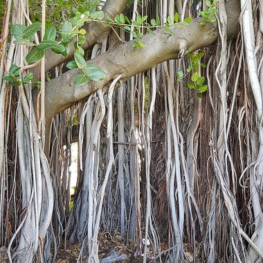 Les racines aériennes du banian qui pendent jusqu'au sol