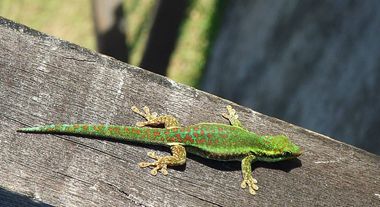 Un gecko vert des Hauts sur une poutre en bois gris