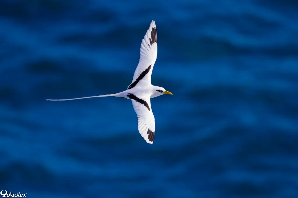 Les oiseaux et les cyclones - Faune de La Réunion - Yabalex photo