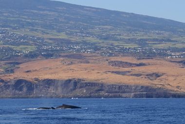 Megaptera novaeangliae, une baleine à bosse fait dépasser son dos des flots avec en arrière plan La terre du cap la-Houssaye