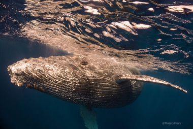 Vue sous marine d'une baleine à bosse reconnaissable à ses strilles sous le ventre