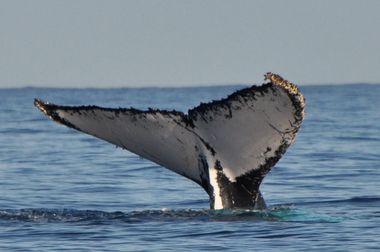 La nageoire caudale d'une baleine à bosse qui dépasse de l'eau. elle est blanche avec de nombreuses coquilles et algues noires accrochées