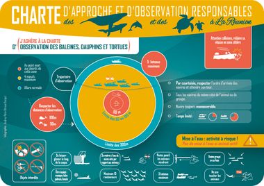Infographie résument la charte d'approche des grands animaux marins à la Réunion: distance, trajectoire, limites de temps et de vitesse et choses interdites.